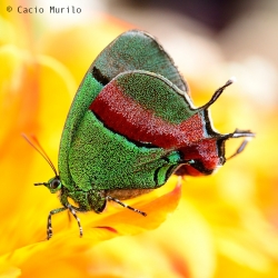 Natureza