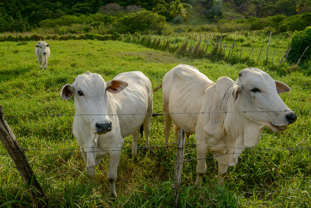 Brazilian agribusiness, agriculture, animal, beef, brazil, brazilian commodity, brazilian livestock, calf, calf ox, cattle, commodities, commodity, countryside, cow, cow farm, cows, dairy farm, domestic cattle, eating, farm, farmer, farming, farmland, field, food, gado, grass, grazing, green, group of animals, herd, industry, landscape, livestock, mammal, meadow, meat, milk, nellore, nelore, outdoor, ox, pasture, prairie, ranch, rural