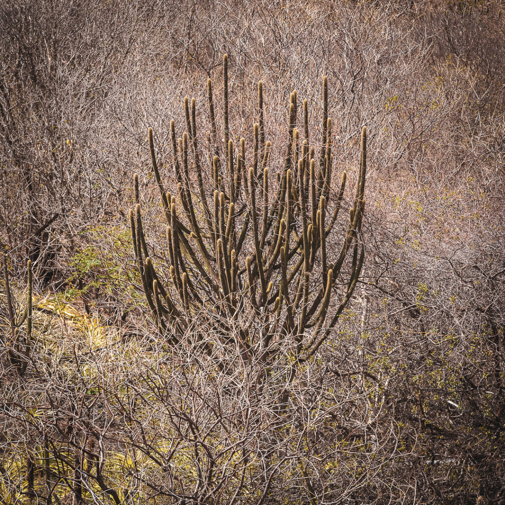 Abstract Nature, América do Sul, Arte botânica, Arte geométrica natural, Arte orgânica, Arte vegetal, BR, BRA, Beauty of the Sertão, Beleza do sertão, Botanical Art, Brasil, Brazilian Plants, Brazilian Semi-arid, Brazilian caatinga, Bromélias do sertão, Caatinga brasileira, Cactos nordeste, Canvas Print, Cariri Landscape, Clínica moderna, Coleção Macambira, Contemporary Art, Corporate Space, Criatividade natural, Decorative Art, Decoração sustentável, Detalhes da natureza, Elegant Office, Escritório elegante, Espaço corporativo, Estilo natural, Estética nordestina, Fineart Photography, Fotografia Fineart, Fotografia de plantas, Green and Dry, Hospitality Decoration, Hotelaria e decoração, Identidade cultural nordeste, Impressão Fineart, Impressão em canvas, Interior Decoration, Living Room Wall, Macambira, Macambira Collection, SE, Sergipe, arte contemporânea, arte decorativa, arte exclusiva, arte fotográfica, arte minimalista, arte moderna, arte natural, arte para parede, arte regional, artistic photography, caatinga, cacto, decoração de interiores, decoração sofisticada, design de interiores, exclusive art, fineart print, formas orgânicas, fotografia artística, interior design