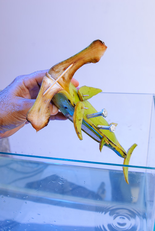 caranguejo, fauna vegetal, tubarao martelo