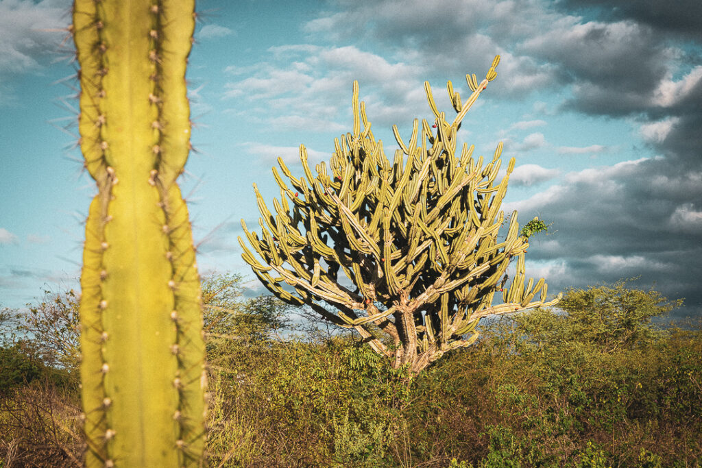 caatinga, cacto, paraiba, sao joao do cariri, viagem familia
