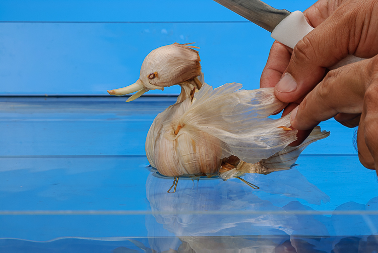 fauna vegetal, pato alho