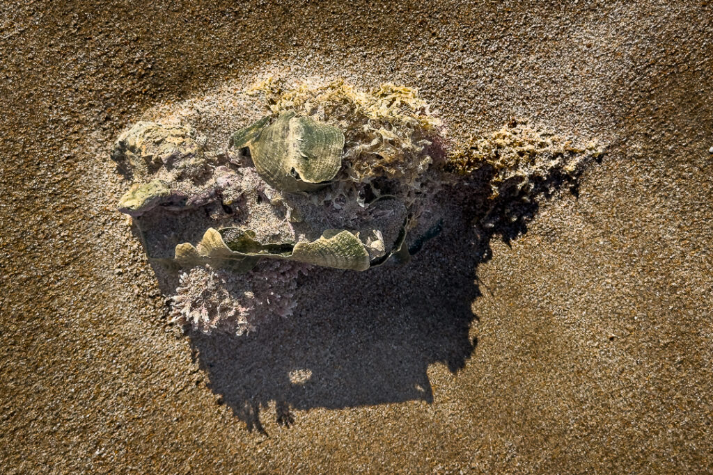 areia, caminhos, chão, praia, sargaço