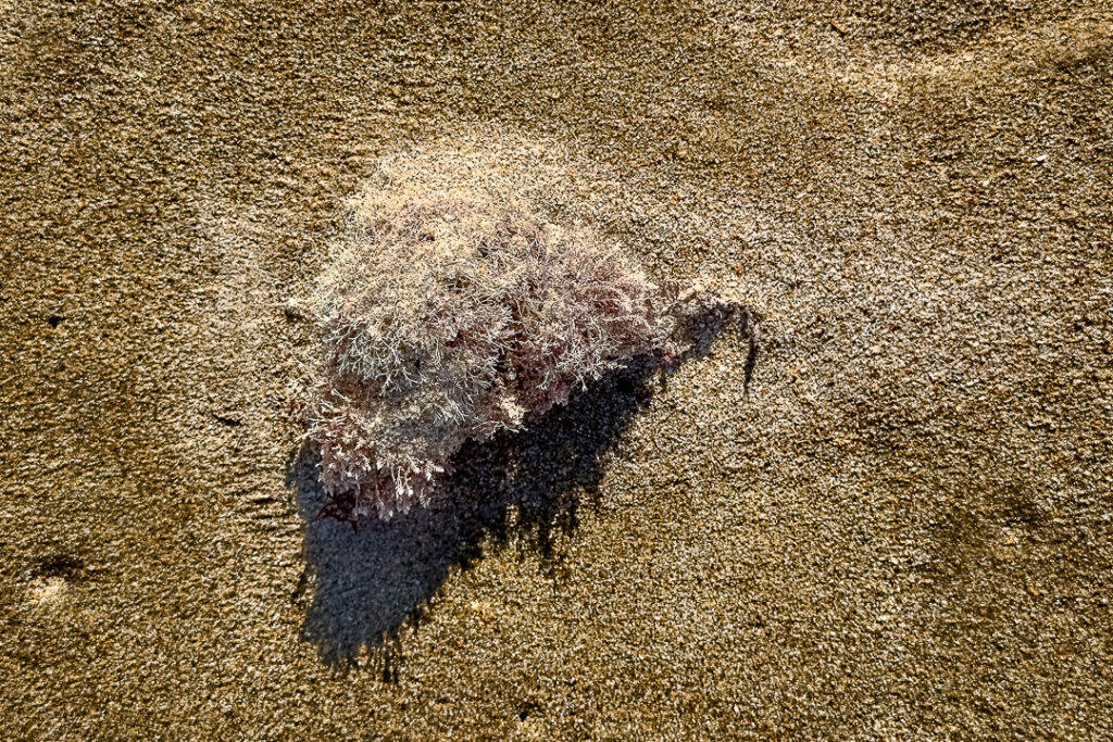 areia, caminhos, chão, praia, sargaço