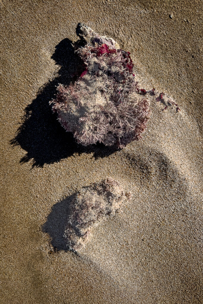 areia, caminhos, chão, praia, sargaço