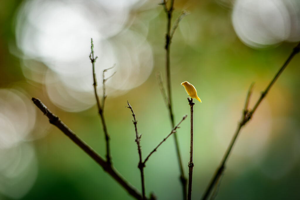Cacio Murilo, art for clinicsarte para escolas, art gallery foodanimais comestíveis, arte com alimentos, artistic photographygaleria de arte com comida, artistic vegetables, child creativityfrutas com personalidade, classroom visualsobra de arte com comida, creative foodanimais de vegetais, creative photographyanimais de frutas, decorative artexpressão com frutas, edible animalsarte educativa, edible creaturesarte para consultórios, educational artbrincando com alimentos, fauna vegetal, fine art foodfrutas divertidas, food and naturedesign com alimentos, food animalsnatureza e imaginação, food artfrutas criativas, food art for kidsalimentação divertida, food charactersescultura infantil, food designarte para decoração, food fantasyarte e educação, food sculpturearte para crianças, food surrealismarte fotográfica autoral, fruit animalspersonagens com comida, fruit artarte com vegetais, fruit charactersbichos comestíveis, fruit expressionsurrealismo alimentar, fun with fruitsarte surreal com comida, funny foodbichos de hortifruti, healthy food artarte com frutas, imaginative foodfotos para sala de aula, kids educationcomida saudável e criativa, kids nutritionalimentos e imaginação, kids sculptureeducação visual, playful foodcriatividade infantil, playful photographyalimentação infantil, school artarte com hortaliças, surreal foodnatureza imaginária, vegetable animals