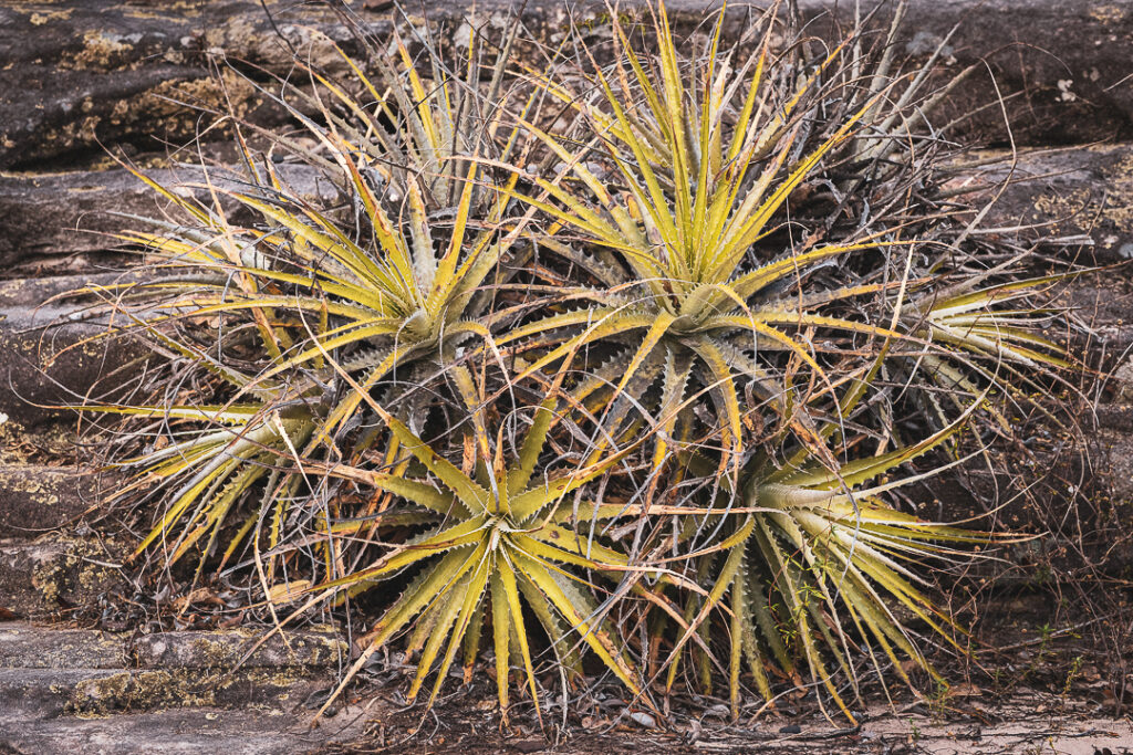 Abstract Nature, América do Sul, Arte botânica, Arte geométrica natural, Arte orgânica, Arte vegetal, BR, BRA, Beauty of the Sertão, Beleza do sertão, Botanical Art, Brasil, Brazilian Plants, Brazilian Semi-arid, Brazilian caatinga, Bromélias do sertão, Caatinga brasileira, Cactos nordeste, Canvas Print, Cariri Landscape, Clínica moderna, Coleção Macambira, Contemporary Art, Corporate Space, Criatividade natural, Decorative Art, Decoração sustentável, Detalhes da natureza, Elegant Office, Escritório elegante, Espaço corporativo, Estilo natural, Estética nordestina, Fineart Photography, Fotografia Fineart, Fotografia de plantas, Green and Dry, Hospitality Decoration, Hotelaria e decoração, Identidade cultural nordeste, Impressão Fineart, Impressão em canvas, Interior Decoration, Living Room Wall, Macambira, Macambira Collection, Macambira Plant, Minimalist Art, Modern Art, Modern Clinic, Natural Art, Natural Creativity, Natural Geometric Art, Natural Patterns, Natural Style, Nature Details, Nature Textures, Nature in Detail, Natureza abstrata, Natureza em detalhe, Natureza resiliente, Northeast Cacti, Northeastern Aesthetics, Northeastern Backlands, Northeastern Cultural Identity, Organic Art, Organic Forms, Padrões naturais, Paisagem do Cariri, Parede de sala, Plant Art, Plant Photography, Plantas brasileiras, Quadro de parede, Regional Art, Resilient Nature, SE, Semiárido brasileiro, Sergipe, Sertão Bromeliads, Sertão nordestino, Sophisticated Decoration, Sustainable Decoration, Texturas da natureza, Verde e seco, Wall Frame, arte contemporânea, arte decorativa, arte exclusiva, arte fotográfica, arte minimalista, arte moderna, arte natural, arte para parede, arte regional, artistic photography, caatinga, cacto, decoração de interiores, decoração sofisticada, design de interiores, exclusive art, fineart print, formas orgânicas, fotografia artística, interior design, para você colar direto no campo de keywords do site ou dos bancos de imagem?, photographic art, wall art