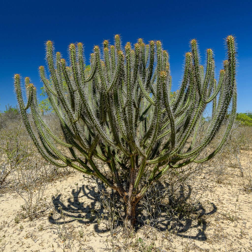 América do Sul, Arte botânica, Arte geométrica natural, Arte orgânica, Arte vegetal, BR, BRA, Beauty of the Sertão, Beleza do sertão, Botanical Art, Brasil, Brazilian Plants, Brazilian Semi-arid, Brazilian caatinga, Bromélias do sertão, Caatinga brasileira, Cactos nordeste, Canvas Print, Cariri Landscape, Clínica moderna, Coleção Macambira, Contemporary Art, Corporate Space, Criatividade natural, Decorative Art, Decoração sustentável, Detalhes da natureza, Elegant Office, Escritório elegante, Espaço corporativo, Estilo natural, Estética nordestina, Fineart Photography, Fotografia Fineart, Fotografia de plantas, Green and Dry, Hospitality Decoration, Hotelaria e decoração, Identidade cultural nordeste, Impressão Fineart, Impressão em canvas, Interior Decoration, Living Room Wall, Macambira, Macambira Collection, SE, Sergipe, arte contemporânea, arte decorativa, arte exclusiva, arte fotográfica, arte minimalista, arte moderna, arte natural, arte para parede, arte regional, artistic photography, caatinga, cacto, cactus, catimbau, decoração de interiores, decoração sofisticada, design de interiores, exclusive art, fineart print, formas orgânicas, fotografia artística, interior design, vale do catimbau