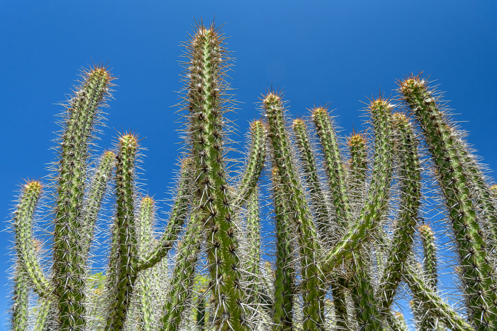 América do Sul, Arte botânica, Arte geométrica natural, Arte orgânica, Arte vegetal, BR, BRA, Beauty of the Sertão, Beleza do sertão, Botanical Art, Brasil, Brazilian Plants, Brazilian Semi-arid, Brazilian caatinga, Bromélias do sertão, Caatinga brasileira, Cactos nordeste, Canvas Print, Cariri Landscape, Clínica moderna, Coleção Macambira, Contemporary Art, Corporate Space, Criatividade natural, Decorative Art, Decoração sustentável, Detalhes da natureza, Elegant Office, Escritório elegante, Espaço corporativo, Estilo natural, Estética nordestina, Fineart Photography, Fotografia Fineart, Fotografia de plantas, Green and Dry, Hospitality Decoration, Hotelaria e decoração, Identidade cultural nordeste, Impressão Fineart, Impressão em canvas, Interior Decoration, Living Room Wall, Macambira, Macambira Collection, SE, Sergipe, arte contemporânea, arte decorativa, arte exclusiva, arte fotográfica, arte minimalista, arte moderna, arte natural, arte para parede, arte regional, artistic photography, caatinga, cacto, cactus, catimbau, decoração de interiores, decoração sofisticada, design de interiores, exclusive art, fineart print, formas orgânicas, fotografia artística, interior design, vale do catimbau