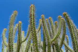 América do Sul, Arte botânica, Arte geométrica natural, Arte orgânica, Arte vegetal, BR, BRA, Beauty of the Sertão, Beleza do sertão, Botanical Art, Brasil, Brazilian Plants, Brazilian Semi-arid, Brazilian caatinga, Bromélias do sertão, Caatinga brasileira, Cactos nordeste, Canvas Print, Cariri Landscape, Clínica moderna, Coleção Macambira, Contemporary Art, Corporate Space, Criatividade natural, Decorative Art, Decoração sustentável, Detalhes da natureza, Elegant Office, Escritório elegante, Espaço corporativo, Estilo natural, Estética nordestina, Fineart Photography, Fotografia Fineart, Fotografia de plantas, Green and Dry, Hospitality Decoration, Hotelaria e decoração, Identidade cultural nordeste, Impressão Fineart, Impressão em canvas, Interior Decoration, Living Room Wall, Macambira, Macambira Collection, SE, Sergipe, arte contemporânea, arte decorativa, arte exclusiva, arte fotográfica, arte minimalista, arte moderna, arte natural, arte para parede, arte regional, artistic photography, caatinga, cacto, cactus, catimbau, decoração de interiores, decoração sofisticada, design de interiores, exclusive art, fineart print, formas orgânicas, fotografia artística, interior design, vale do catimbau