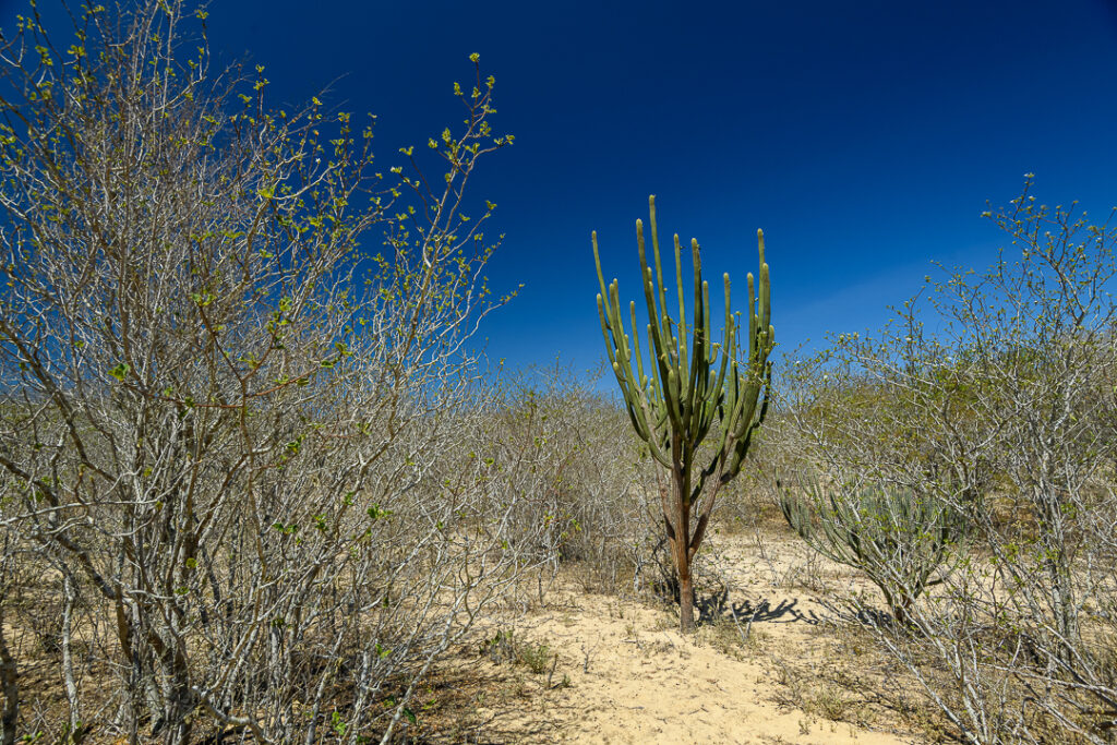 América do Sul, Arte botânica, Arte geométrica natural, Arte orgânica, Arte vegetal, BR, BRA, Beauty of the Sertão, Beleza do sertão, Botanical Art, Brasil, Brazilian Plants, Brazilian Semi-arid, Brazilian caatinga, Bromélias do sertão, Caatinga brasileira, Cactos nordeste, Canvas Print, Cariri Landscape, Clínica moderna, Coleção Macambira, Contemporary Art, Corporate Space, Criatividade natural, Decorative Art, Decoração sustentável, Detalhes da natureza, Elegant Office, Escritório elegante, Espaço corporativo, Estilo natural, Estética nordestina, Fineart Photography, Fotografia Fineart, Fotografia de plantas, Green and Dry, Hospitality Decoration, Hotelaria e decoração, Identidade cultural nordeste, Impressão Fineart, Impressão em canvas, Interior Decoration, Living Room Wall, Macambira, Macambira Collection, SE, Sergipe, arte contemporânea, arte decorativa, arte exclusiva, arte fotográfica, arte minimalista, arte moderna, arte natural, arte para parede, arte regional, artistic photography, caatinga, cacto, cactus, catimbau, decoração de interiores, decoração sofisticada, design de interiores, exclusive art, fineart print, formas orgânicas, fotografia artística, interior design, vale do catimbau