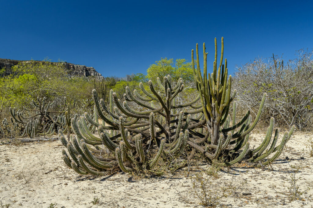 América do Sul, Arte botânica, Arte geométrica natural, Arte orgânica, Arte vegetal, BR, BRA, Beauty of the Sertão, Beleza do sertão, Botanical Art, Brasil, Brazilian Plants, Brazilian Semi-arid, Brazilian caatinga, Bromélias do sertão, Caatinga brasileira, Cactos nordeste, Canvas Print, Cariri Landscape, Clínica moderna, Coleção Macambira, Contemporary Art, Corporate Space, Criatividade natural, Decorative Art, Decoração sustentável, Detalhes da natureza, Elegant Office, Escritório elegante, Espaço corporativo, Estilo natural, Estética nordestina, Fineart Photography, Fotografia Fineart, Fotografia de plantas, Green and Dry, Hospitality Decoration, Hotelaria e decoração, Identidade cultural nordeste, Impressão Fineart, Impressão em canvas, Interior Decoration, Living Room Wall, Macambira, Macambira Collection, SE, Sergipe, arte contemporânea, arte decorativa, arte exclusiva, arte fotográfica, arte minimalista, arte moderna, arte natural, arte para parede, arte regional, artistic photography, caatinga, cacto, cactus, catimbau, decoração de interiores, decoração sofisticada, design de interiores, exclusive art, fineart print, formas orgânicas, fotografia artística, interior design, vale do catimbau