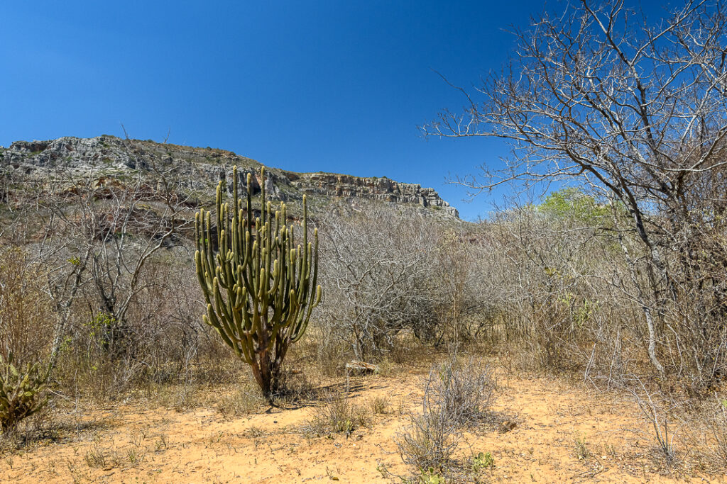 América do Sul, Arte botânica, Arte geométrica natural, Arte orgânica, Arte vegetal, BR, BRA, Beauty of the Sertão, Beleza do sertão, Botanical Art, Brasil, Brazilian Plants, Brazilian Semi-arid, Brazilian caatinga, Bromélias do sertão, Caatinga brasileira, Cactos nordeste, Canvas Print, Cariri Landscape, Clínica moderna, Coleção Macambira, Contemporary Art, Corporate Space, Criatividade natural, Decorative Art, Decoração sustentável, Detalhes da natureza, Elegant Office, Escritório elegante, Espaço corporativo, Estilo natural, Estética nordestina, Fineart Photography, Fotografia Fineart, Fotografia de plantas, Green and Dry, Hospitality Decoration, Hotelaria e decoração, Identidade cultural nordeste, Impressão Fineart, Impressão em canvas, Interior Decoration, Living Room Wall, Macambira, Macambira Collection, SE, Sergipe, arte contemporânea, arte decorativa, arte exclusiva, arte fotográfica, arte minimalista, arte moderna, arte natural, arte para parede, arte regional, artistic photography, caatinga, cacto, cactus, catimbau, decoração de interiores, decoração sofisticada, design de interiores, exclusive art, fineart print, formas orgânicas, fotografia artística, interior design, vale do catimbau