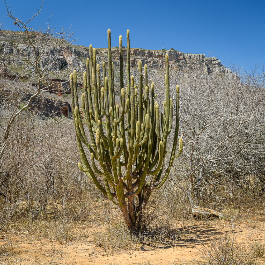 América do Sul, Arte botânica, Arte geométrica natural, Arte orgânica, Arte vegetal, BR, BRA, Beauty of the Sertão, Beleza do sertão, Botanical Art, Brasil, Brazilian Plants, Brazilian Semi-arid, Brazilian caatinga, Bromélias do sertão, Caatinga brasileira, Cactos nordeste, Canvas Print, Cariri Landscape, Clínica moderna, Coleção Macambira, Contemporary Art, Corporate Space, Criatividade natural, Decorative Art, Decoração sustentável, Detalhes da natureza, Elegant Office, Escritório elegante, Espaço corporativo, Estilo natural, Estética nordestina, Fineart Photography, Fotografia Fineart, Fotografia de plantas, Green and Dry, Hospitality Decoration, Hotelaria e decoração, Identidade cultural nordeste, Impressão Fineart, Impressão em canvas, Interior Decoration, Living Room Wall, Macambira, Macambira Collection, SE, Sergipe, arte contemporânea, arte decorativa, arte exclusiva, arte fotográfica, arte minimalista, arte moderna, arte natural, arte para parede, arte regional, artistic photography, caatinga, cacto, cactus, catimbau, decoração de interiores, decoração sofisticada, design de interiores, exclusive art, fineart print, formas orgânicas, fotografia artística, interior design, vale do catimbau