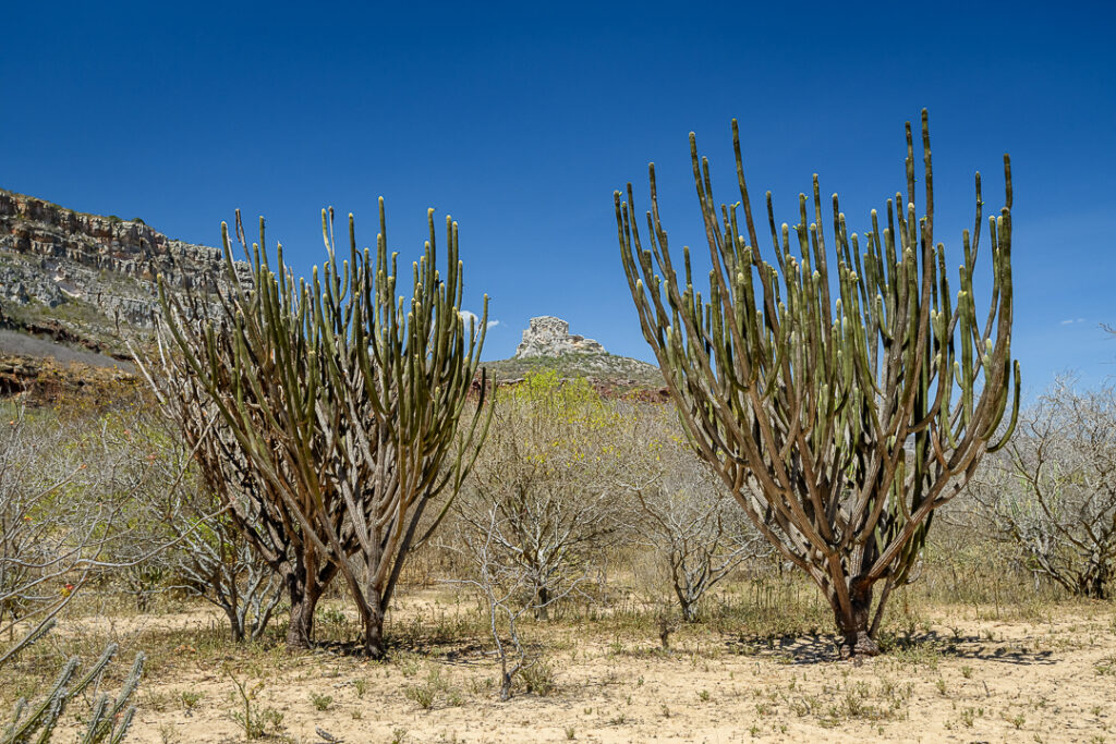 América do Sul, Arte botânica, Arte geométrica natural, Arte orgânica, Arte vegetal, BR, BRA, Beauty of the Sertão, Beleza do sertão, Botanical Art, Brasil, Brazilian Plants, Brazilian Semi-arid, Brazilian caatinga, Bromélias do sertão, Caatinga brasileira, Cactos nordeste, Canvas Print, Cariri Landscape, Clínica moderna, Coleção Macambira, Contemporary Art, Corporate Space, Criatividade natural, Decorative Art, Decoração sustentável, Detalhes da natureza, Elegant Office, Escritório elegante, Espaço corporativo, Estilo natural, Estética nordestina, Fineart Photography, Fotografia Fineart, Fotografia de plantas, Green and Dry, Hospitality Decoration, Hotelaria e decoração, Identidade cultural nordeste, Impressão Fineart, Impressão em canvas, Interior Decoration, Living Room Wall, Macambira, Macambira Collection, SE, Sergipe, arte contemporânea, arte decorativa, arte exclusiva, arte fotográfica, arte minimalista, arte moderna, arte natural, arte para parede, arte regional, artistic photography, caatinga, cacto, cactus, catimbau, decoração de interiores, decoração sofisticada, design de interiores, exclusive art, fineart print, formas orgânicas, fotografia artística, interior design, vale do catimbau