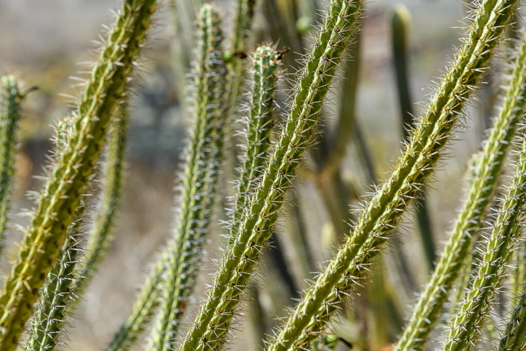 América do Sul, Arte botânica, Arte geométrica natural, Arte orgânica, Arte vegetal, BR, BRA, Beauty of the Sertão, Beleza do sertão, Botanical Art, Brasil, Brazilian Plants, Brazilian Semi-arid, Brazilian caatinga, Bromélias do sertão, Caatinga brasileira, Cactos nordeste, Canvas Print, Cariri Landscape, Clínica moderna, Coleção Macambira, Contemporary Art, Corporate Space, Criatividade natural, Decorative Art, Decoração sustentável, Detalhes da natureza, Elegant Office, Escritório elegante, Espaço corporativo, Estilo natural, Estética nordestina, Fineart Photography, Fotografia Fineart, Fotografia de plantas, Green and Dry, Hospitality Decoration, Hotelaria e decoração, Identidade cultural nordeste, Impressão Fineart, Impressão em canvas, Interior Decoration, Living Room Wall, Macambira, Macambira Collection, SE, Sergipe, arte contemporânea, arte decorativa, arte exclusiva, arte fotográfica, arte minimalista, arte moderna, arte natural, arte para parede, arte regional, artistic photography, caatinga, cacto, cactus, catimbau, decoração de interiores, decoração sofisticada, design de interiores, exclusive art, fineart print, formas orgânicas, fotografia artística, interior design, vale do catimbau