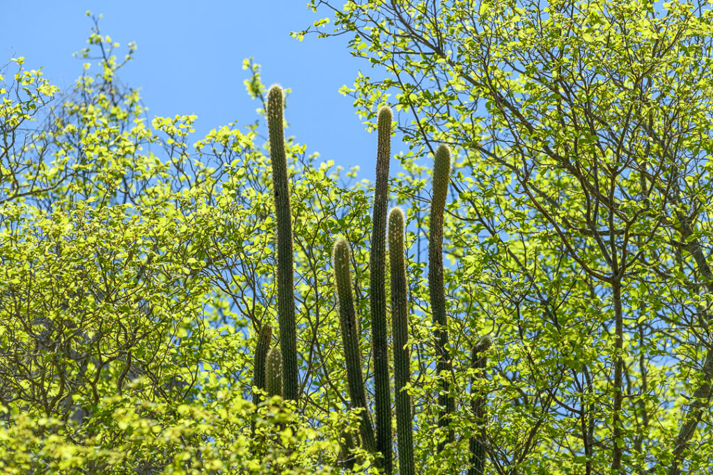 América do Sul, Arte botânica, Arte geométrica natural, Arte orgânica, Arte vegetal, BR, BRA, Beauty of the Sertão, Beleza do sertão, Botanical Art, Brasil, Brazilian Plants, Brazilian Semi-arid, Brazilian caatinga, Bromélias do sertão, Caatinga brasileira, Cactos nordeste, Canvas Print, Cariri Landscape, Clínica moderna, Coleção Macambira, Contemporary Art, Corporate Space, Criatividade natural, Decorative Art, Decoração sustentável, Detalhes da natureza, Elegant Office, Escritório elegante, Espaço corporativo, Estilo natural, Estética nordestina, Fineart Photography, Fotografia Fineart, Fotografia de plantas, Green and Dry, Hospitality Decoration, Hotelaria e decoração, Identidade cultural nordeste, Impressão Fineart, Impressão em canvas, Interior Decoration, Living Room Wall, Macambira, Macambira Collection, SE, Sergipe, arte contemporânea, arte decorativa, arte exclusiva, arte fotográfica, arte minimalista, arte moderna, arte natural, arte para parede, arte regional, artistic photography, caatinga, cacto, cactus, catimbau, decoração de interiores, decoração sofisticada, design de interiores, exclusive art, fineart print, formas orgânicas, fotografia artística, interior design, vale do catimbau