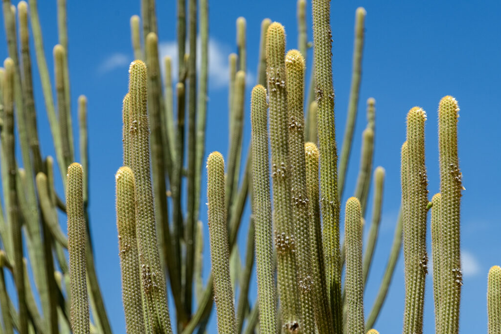 América do Sul, Arte botânica, Arte geométrica natural, Arte orgânica, Arte vegetal, BR, BRA, Beauty of the Sertão, Beleza do sertão, Botanical Art, Brasil, Brazilian Plants, Brazilian Semi-arid, Brazilian caatinga, Bromélias do sertão, Caatinga brasileira, Cactos nordeste, Canvas Print, Cariri Landscape, Clínica moderna, Coleção Macambira, Contemporary Art, Corporate Space, Criatividade natural, Decorative Art, Decoração sustentável, Detalhes da natureza, Elegant Office, Escritório elegante, Espaço corporativo, Estilo natural, Estética nordestina, Fineart Photography, Fotografia Fineart, Fotografia de plantas, Green and Dry, Hospitality Decoration, Hotelaria e decoração, Identidade cultural nordeste, Impressão Fineart, Impressão em canvas, Interior Decoration, Living Room Wall, Macambira, Macambira Collection, SE, Sergipe, arte contemporânea, arte decorativa, arte exclusiva, arte fotográfica, arte minimalista, arte moderna, arte natural, arte para parede, arte regional, artistic photography, caatinga, cacto, cactus, catimbau, decoração de interiores, decoração sofisticada, design de interiores, exclusive art, fineart print, formas orgânicas, fotografia artística, interior design, vale do catimbau