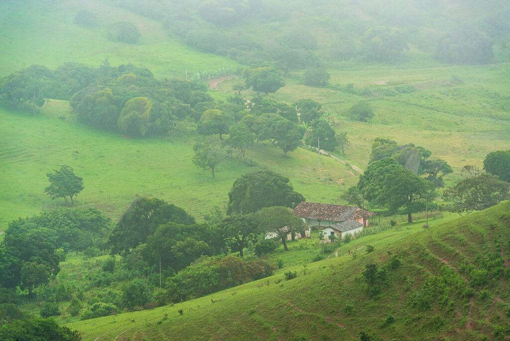 bananeiras, juca pontes, sao joao brazilian party