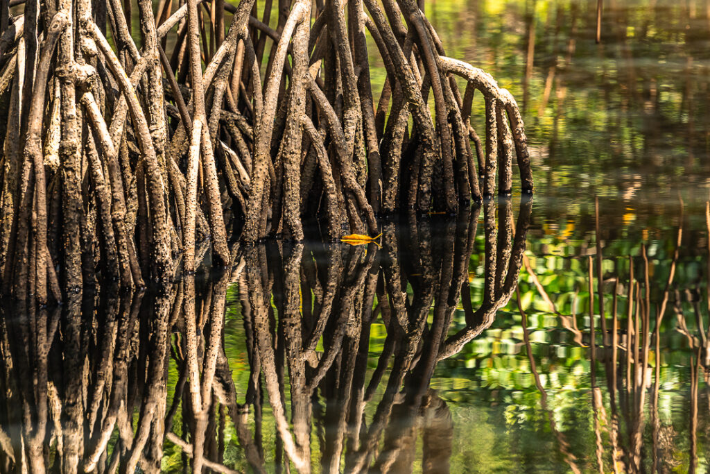 caiaque, esgotei, jacarape, jacarapé, litoral sul, mangue