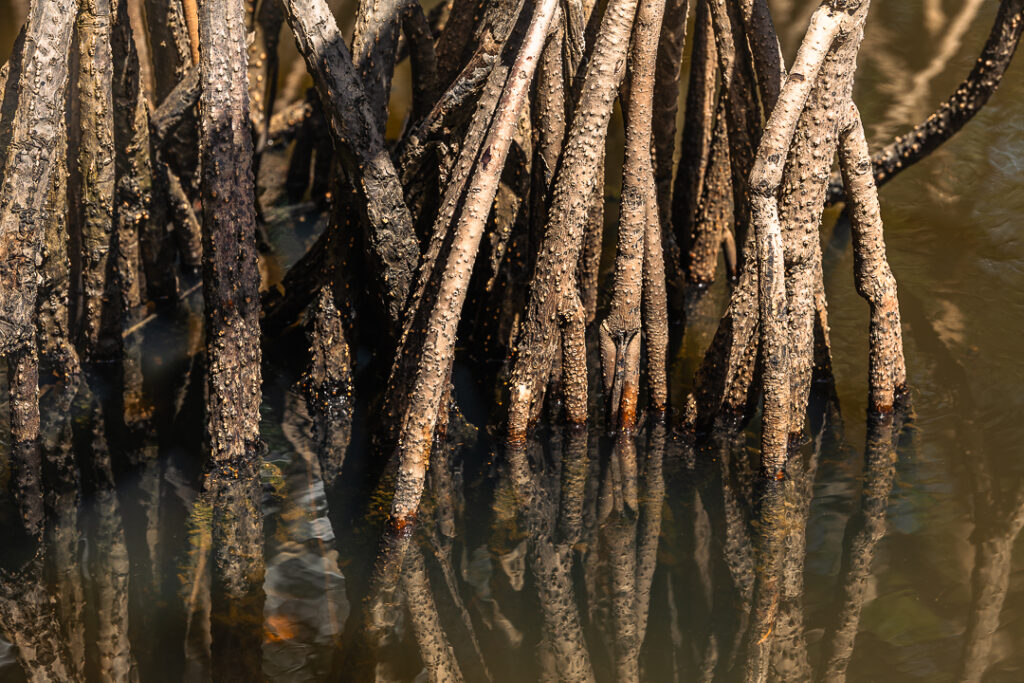 Brazil landscape photographymangue, Brazilian coastal naturepaisagem da Paraíba, Brazilian nature photographypaisagem do Brasil, Brazilian tropical naturefotografia de natureza brasileira, João Pessoa nature, João Pessoa photographynatureza de João Pessoa, Paraíba landscapenatureza da Paraíba, Paraíba naturefotografia de João Pessoa, caiaque, contemporary wall art photographyarte inspirada na natureza, esgotei, fine art landscape photographynatureza tropical brasileira, fine art photographyimpressão fine art, fine art printfotografia para decoração, fotografia fine art, hotel wall artfotografia para sala, interior design wall artfotografia para arquitetos, jacarape, jacarapé, litoral sul, living room wall artfotografia decorativa contemporânea, mangrovemanguezal, mangrove architecturefotografia de manguezal, mangrove forestraízes do mangue, mangrove photographypaisagem tropical, mangrove rootsarquitetura do mangue, mangue, nature inspired wall artfotografia de paisagem artística, photography for architectsfotografia para designers de interiores, photography for interior designersarte para hotel, tropical landscapenatureza costeira do Brasil, wall art photographyarte para decoração de interiores
