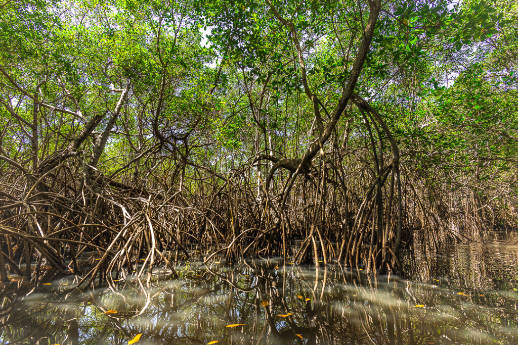 Brazil landscape photographymangue, Brazilian coastal naturepaisagem da Paraíba, Brazilian nature photographypaisagem do Brasil, Brazilian tropical naturefotografia de natureza brasileira, João Pessoa nature, João Pessoa photographynatureza de João Pessoa, Paraíba landscapenatureza da Paraíba, Paraíba naturefotografia de João Pessoa, caiaque, contemporary wall art photographyarte inspirada na natureza, esgotei, fine art landscape photographynatureza tropical brasileira, fine art photographyimpressão fine art, fine art printfotografia para decoração, fotografia fine art, hotel wall artfotografia para sala, interior design wall artfotografia para arquitetos, jacarape, jacarapé, litoral sul, living room wall artfotografia decorativa contemporânea, mangrovemanguezal, mangrove architecturefotografia de manguezal, mangrove forestraízes do mangue, mangrove photographypaisagem tropical, mangrove rootsarquitetura do mangue, mangue, nature inspired wall artfotografia de paisagem artística, photography for architectsfotografia para designers de interiores, photography for interior designersarte para hotel, tropical landscapenatureza costeira do Brasil, wall art photographyarte para decoração de interiores