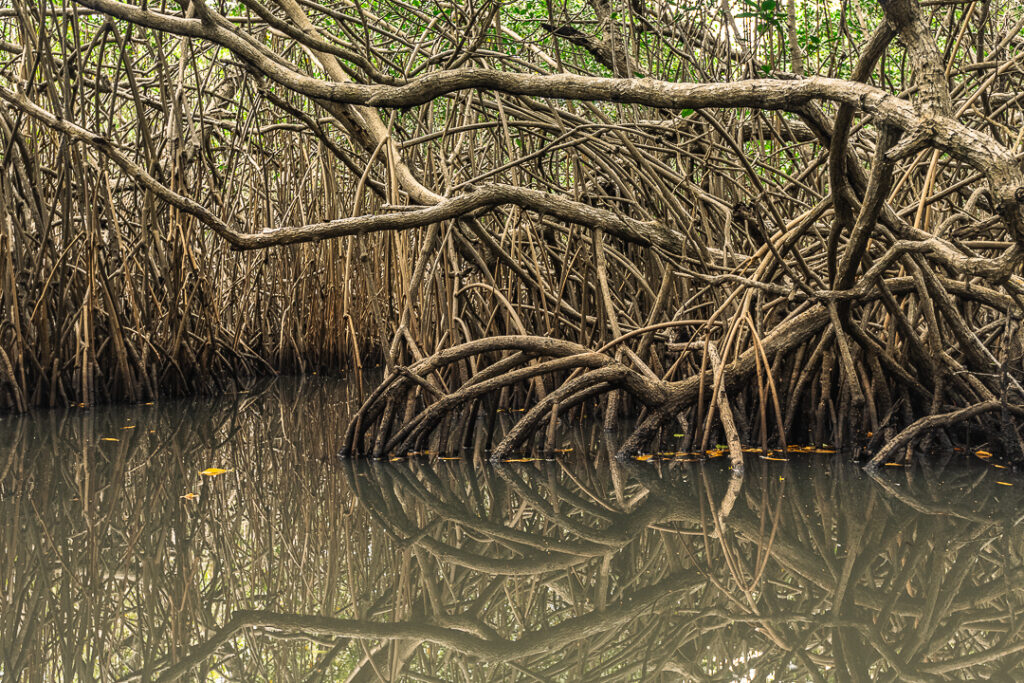 Brazil landscape photographymangue, Brazilian coastal naturepaisagem da Paraíba, Brazilian nature photographypaisagem do Brasil, Brazilian tropical naturefotografia de natureza brasileira, João Pessoa nature, João Pessoa photographynatureza de João Pessoa, Paraíba landscapenatureza da Paraíba, Paraíba naturefotografia de João Pessoa, caiaque, contemporary wall art photographyarte inspirada na natureza, esgotei, fine art landscape photographynatureza tropical brasileira, fine art photographyimpressão fine art, fine art printfotografia para decoração, fotografia fine art, hotel wall artfotografia para sala, interior design wall artfotografia para arquitetos, jacarape, jacarapé, litoral sul, living room wall artfotografia decorativa contemporânea, mangrovemanguezal, mangrove architecturefotografia de manguezal, mangrove forestraízes do mangue, mangrove photographypaisagem tropical, mangrove rootsarquitetura do mangue, mangue, nature inspired wall artfotografia de paisagem artística, photography for architectsfotografia para designers de interiores, photography for interior designersarte para hotel, tropical landscapenatureza costeira do Brasil, wall art photographyarte para decoração de interiores