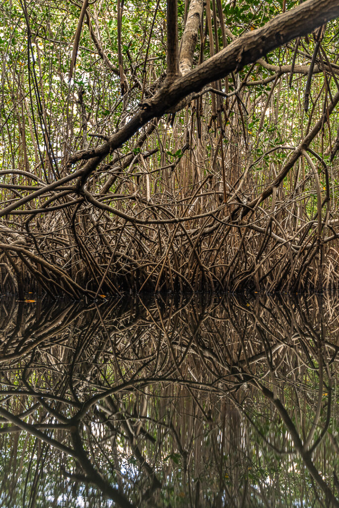 Brazil landscape photographymangue, Brazilian coastal naturepaisagem da Paraíba, Brazilian nature photographypaisagem do Brasil, Brazilian tropical naturefotografia de natureza brasileira, João Pessoa nature, João Pessoa photographynatureza de João Pessoa, Paraíba landscapenatureza da Paraíba, Paraíba naturefotografia de João Pessoa, caiaque, contemporary wall art photographyarte inspirada na natureza, esgotei, fine art landscape photographynatureza tropical brasileira, fine art photographyimpressão fine art, fine art printfotografia para decoração, fotografia fine art, hotel wall artfotografia para sala, interior design wall artfotografia para arquitetos, jacarape, jacarapé, litoral sul, living room wall artfotografia decorativa contemporânea, mangrovemanguezal, mangrove architecturefotografia de manguezal, mangrove forestraízes do mangue, mangrove photographypaisagem tropical, mangrove rootsarquitetura do mangue, mangue, nature inspired wall artfotografia de paisagem artística, photography for architectsfotografia para designers de interiores, photography for interior designersarte para hotel, tropical landscapenatureza costeira do Brasil, wall art photographyarte para decoração de interiores