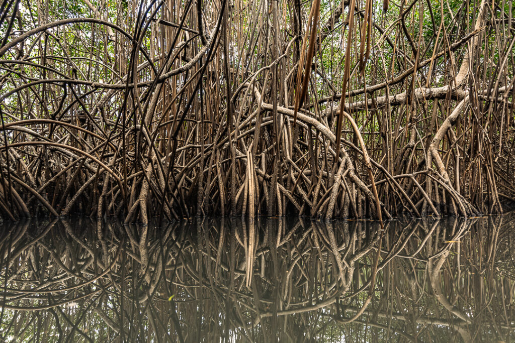 Brazil landscape photographymangue, Brazilian coastal naturepaisagem da Paraíba, Brazilian nature photographypaisagem do Brasil, Brazilian tropical naturefotografia de natureza brasileira, João Pessoa nature, João Pessoa photographynatureza de João Pessoa, Paraíba landscapenatureza da Paraíba, Paraíba naturefotografia de João Pessoa, caiaque, contemporary wall art photographyarte inspirada na natureza, esgotei, fine art landscape photographynatureza tropical brasileira, fine art photographyimpressão fine art, fine art printfotografia para decoração, fotografia fine art, hotel wall artfotografia para sala, interior design wall artfotografia para arquitetos, jacarape, jacarapé, litoral sul, living room wall artfotografia decorativa contemporânea, mangrovemanguezal, mangrove architecturefotografia de manguezal, mangrove forestraízes do mangue, mangrove photographypaisagem tropical, mangrove rootsarquitetura do mangue, mangue, nature inspired wall artfotografia de paisagem artística, photography for architectsfotografia para designers de interiores, photography for interior designersarte para hotel, tropical landscapenatureza costeira do Brasil, wall art photographyarte para decoração de interiores