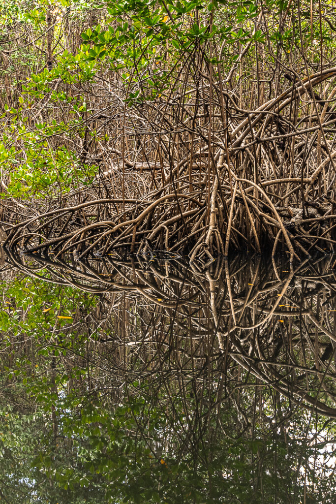 Brazil landscape photographymangue, Brazilian coastal naturepaisagem da Paraíba, Brazilian nature photographypaisagem do Brasil, Brazilian tropical naturefotografia de natureza brasileira, João Pessoa nature, João Pessoa photographynatureza de João Pessoa, Paraíba landscapenatureza da Paraíba, Paraíba naturefotografia de João Pessoa, caiaque, contemporary wall art photographyarte inspirada na natureza, esgotei, fine art landscape photographynatureza tropical brasileira, fine art photographyimpressão fine art, fine art printfotografia para decoração, fotografia fine art, hotel wall artfotografia para sala, interior design wall artfotografia para arquitetos, jacarape, jacarapé, litoral sul, living room wall artfotografia decorativa contemporânea, mangrovemanguezal, mangrove architecturefotografia de manguezal, mangrove forestraízes do mangue, mangrove photographypaisagem tropical, mangrove rootsarquitetura do mangue, mangue, nature inspired wall artfotografia de paisagem artística, photography for architectsfotografia para designers de interiores, photography for interior designersarte para hotel, tropical landscapenatureza costeira do Brasil, wall art photographyarte para decoração de interiores