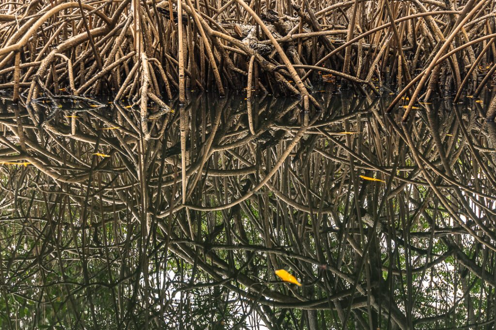 Brazil landscape photographymangue, Brazilian coastal naturepaisagem da Paraíba, Brazilian nature photographypaisagem do Brasil, Brazilian tropical naturefotografia de natureza brasileira, João Pessoa nature, João Pessoa photographynatureza de João Pessoa, Paraíba landscapenatureza da Paraíba, Paraíba naturefotografia de João Pessoa, caiaque, contemporary wall art photographyarte inspirada na natureza, esgotei, fine art landscape photographynatureza tropical brasileira, fine art photographyimpressão fine art, fine art printfotografia para decoração, fotografia fine art, hotel wall artfotografia para sala, interior design wall artfotografia para arquitetos, jacarape, jacarapé, litoral sul, living room wall artfotografia decorativa contemporânea, mangrovemanguezal, mangrove architecturefotografia de manguezal, mangrove forestraízes do mangue, mangrove photographypaisagem tropical, mangrove rootsarquitetura do mangue, mangue, nature inspired wall artfotografia de paisagem artística, photography for architectsfotografia para designers de interiores, photography for interior designersarte para hotel, tropical landscapenatureza costeira do Brasil, wall art photographyarte para decoração de interiores
