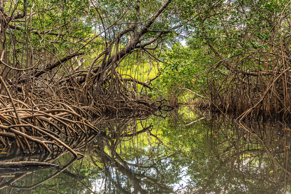 Brazil landscape photography mangue, Brazilian coastal nature paisagem da Paraíba, Brazilian nature photography paisagem do Brasil, Brazilian tropical nature fotografia de natureza brasileira, João Pessoa nature, João Pessoa photography natureza de João Pessoa, Paraíba landscape natureza da Paraíba, Paraíba nature fotografia de João Pessoa, caiaque, contemporary wall art photography arte inspirada na natureza, esgotei, fine art landscape photography natureza tropical brasileira, fine art photography impressão fine art, fine art print fotografia para decoração, fotografia fine art, hotel wall art fotografia para sala, interior design wall art fotografia para arquitetos, jacarape, jacarapé, litoral sul, living room wall art fotografia decorativa contemporânea, mangrove manguezal, mangrove architecture fotografia de manguezal, mangrove forest raízes do mangue, mangrove photography paisagem tropical, mangrove roots arquitetura do mangue, mangue, nature inspired wall art fotografia de paisagem artística, photography for architects fotografia para designers de interiores, photography for interior designers arte para hotel, tropical landscape natureza costeira do Brasil, wall art photography arte para decoração de interiores