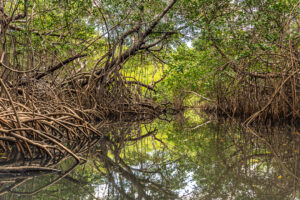 Brazil landscape photography mangue, Brazilian coastal nature paisagem da Paraíba, Brazilian nature photography paisagem do Brasil, Brazilian tropical nature fotografia de natureza brasileira, João Pessoa nature, João Pessoa photography natureza de João Pessoa, Paraíba landscape natureza da Paraíba, Paraíba nature fotografia de João Pessoa, caiaque, contemporary wall art photography arte inspirada na natureza, esgotei, fine art landscape photography natureza tropical brasileira, fine art photography impressão fine art, fine art print fotografia para decoração, fotografia fine art, hotel wall art fotografia para sala, interior design wall art fotografia para arquitetos, jacarape, jacarapé, litoral sul, living room wall art fotografia decorativa contemporânea, mangrove manguezal, mangrove architecture fotografia de manguezal, mangrove forest raízes do mangue, mangrove photography paisagem tropical, mangrove roots arquitetura do mangue, mangue, nature inspired wall art fotografia de paisagem artística, photography for architects fotografia para designers de interiores, photography for interior designers arte para hotel, tropical landscape natureza costeira do Brasil, wall art photography arte para decoração de interiores