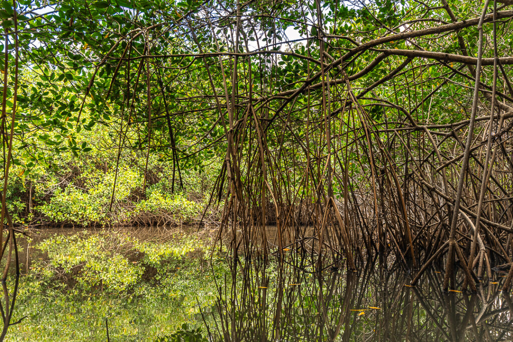 Brazil landscape photographymangue, Brazilian coastal naturepaisagem da Paraíba, Brazilian nature photographypaisagem do Brasil, Brazilian tropical naturefotografia de natureza brasileira, João Pessoa nature, João Pessoa photographynatureza de João Pessoa, Paraíba landscapenatureza da Paraíba, Paraíba naturefotografia de João Pessoa, caiaque, contemporary wall art photographyarte inspirada na natureza, esgotei, fine art landscape photographynatureza tropical brasileira, fine art photographyimpressão fine art, fine art printfotografia para decoração, fotografia fine art, hotel wall artfotografia para sala, interior design wall artfotografia para arquitetos, jacarape, jacarapé, litoral sul, living room wall artfotografia decorativa contemporânea, mangrovemanguezal, mangrove architecturefotografia de manguezal, mangrove forestraízes do mangue, mangrove photographypaisagem tropical, mangrove rootsarquitetura do mangue, mangue, nature inspired wall artfotografia de paisagem artística, photography for architectsfotografia para designers de interiores, photography for interior designersarte para hotel, tropical landscapenatureza costeira do Brasil, wall art photographyarte para decoração de interiores