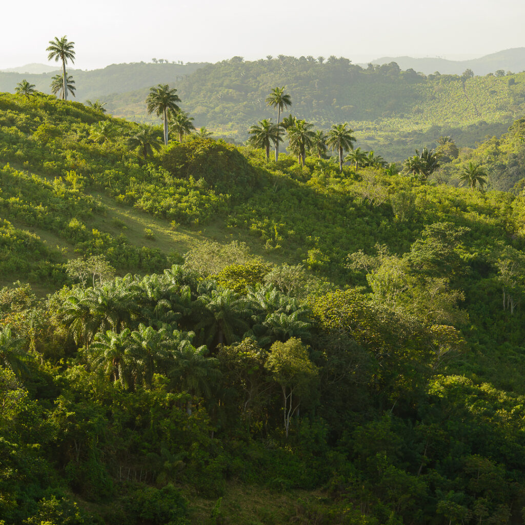 bananeiras, juca pontes, sao joao brazilian party