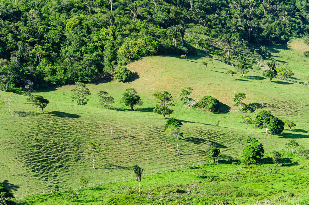 gado, pecuaria, pirpirituba