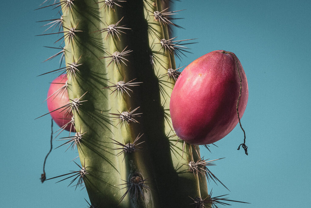 Arid region, Biodiversity, Brazilian caatinga, Brazilian cactus, Brazilian ecosystem, Caatinga biome, Cereus jamacaru, Desert flora, São João do Cariri, caatinga, caatinga nature, cacto, cactus, cactus branches, cactus closeup, cactus detail., cactus fruit, cactus plant, cactus spines, cactus with fruit, desert colors, desertlike landscape, drought resistant, dry forest, dryland vegetation, endemic plant, hot climate, mandacaru, native cactus, native species, northeastern Brazil, paraiba, red cactus fruit, regional flora, sao joao do cariri, semi arid, sertão, spiny cactus, thorny plant, tropical dry forest, viagem familia, wild cactus, xerophyte