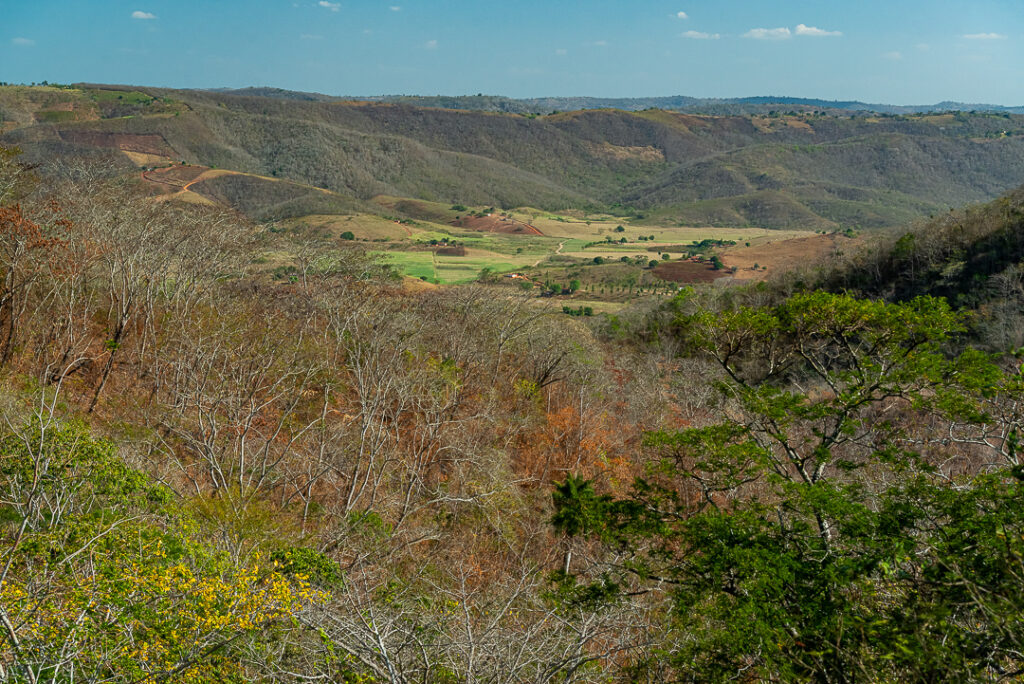 alagoa grande, arvore, floresta, mata, paraiba