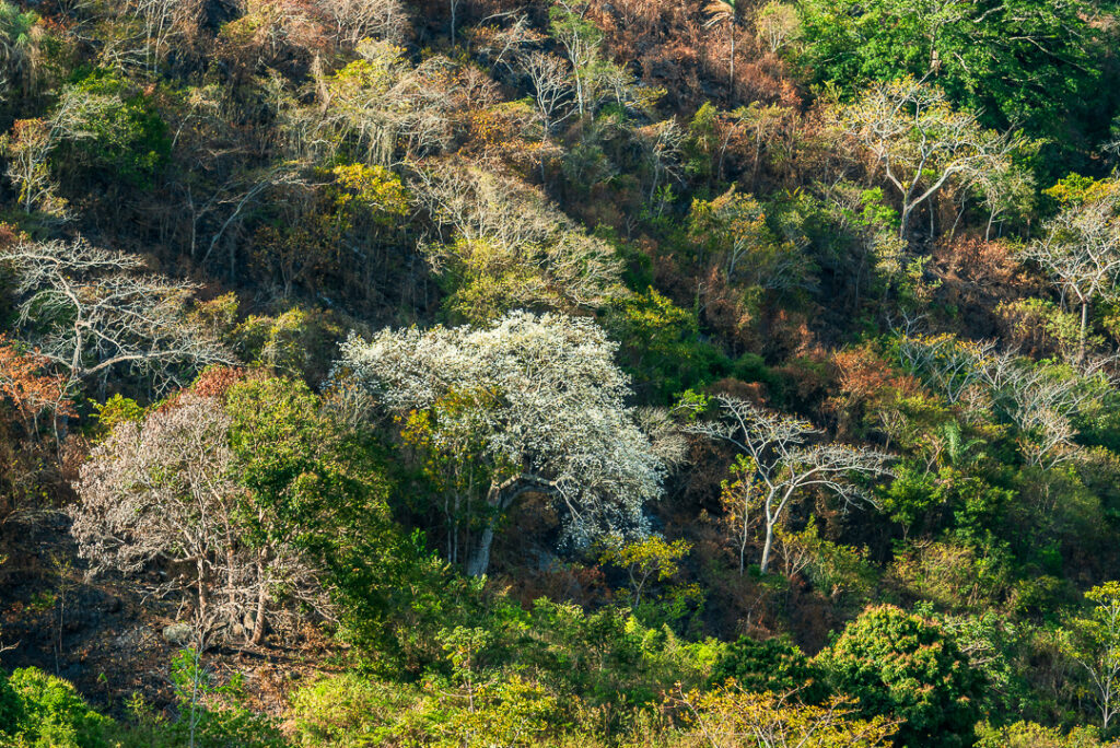 alagoa grande, arvore, floresta, mata, paraiba