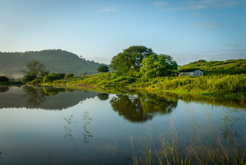 brejo, decor, inverno, paisagem, site