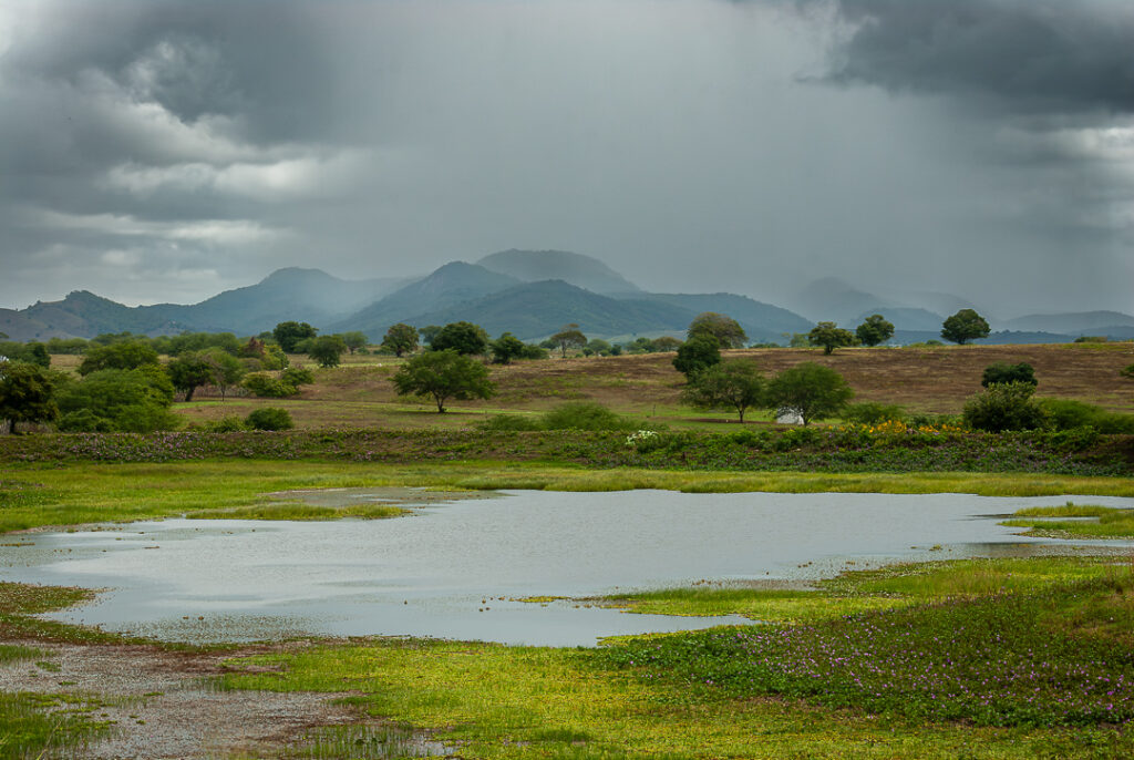 brejo, decor, inverno, paisagem, site