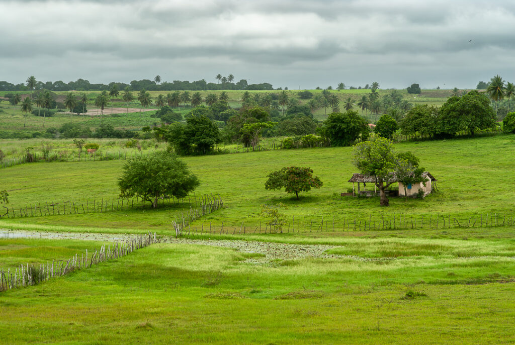 brejo, decor, inverno, paisagem, site