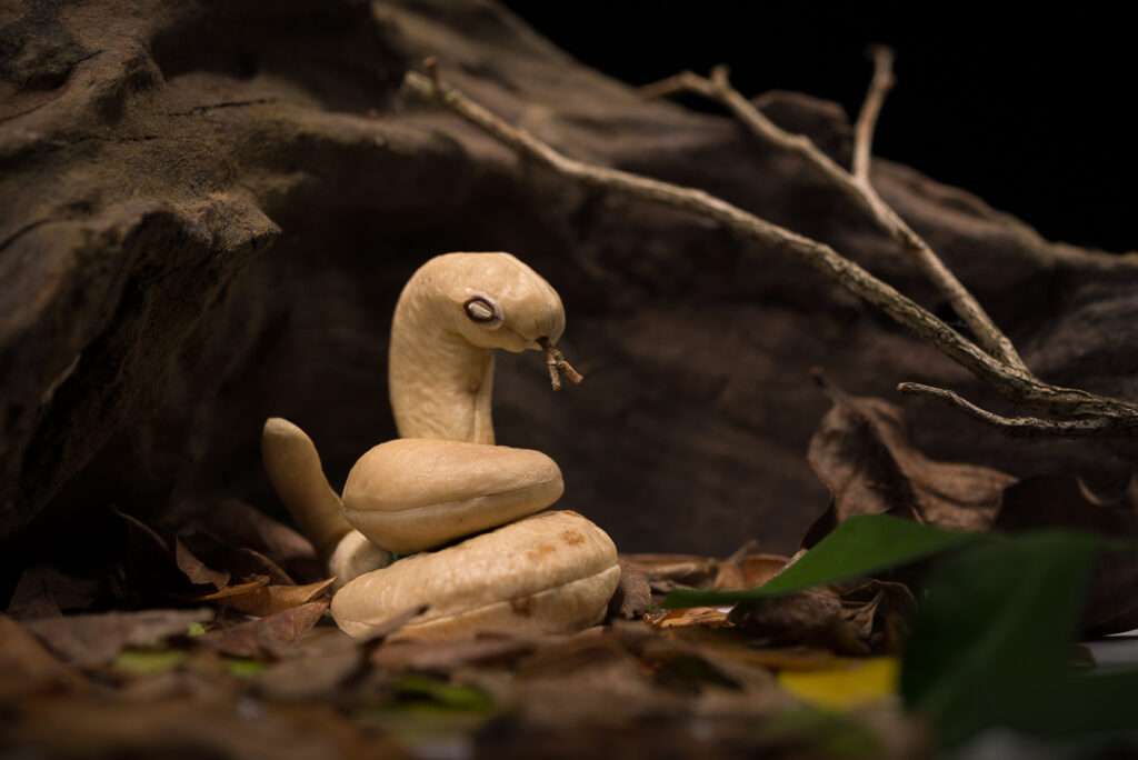 cobra castanha, dellas, fauna vegetal